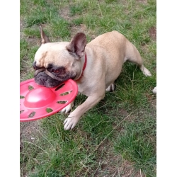 DYSK Ring zabawka FRISBEE dla psa 23 cm