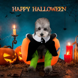 Strój ubranko dynia Halloween dla psa przebranie prezent wesoły rozmiar M